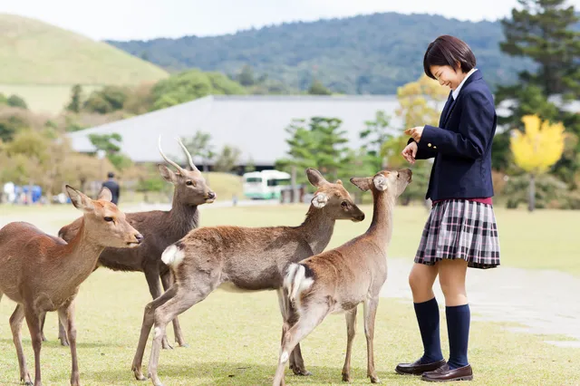 不登校だけど修学旅行に行く？行かない？不安になる5つの理由を解説！